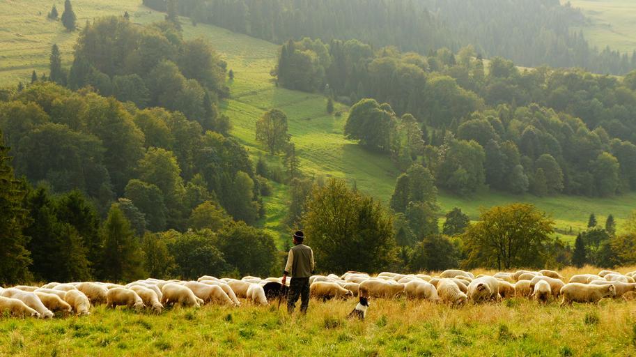 Man on farm